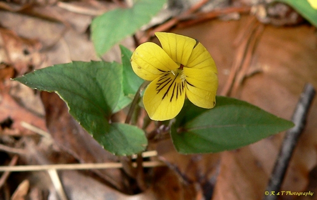 {Viola hastata}